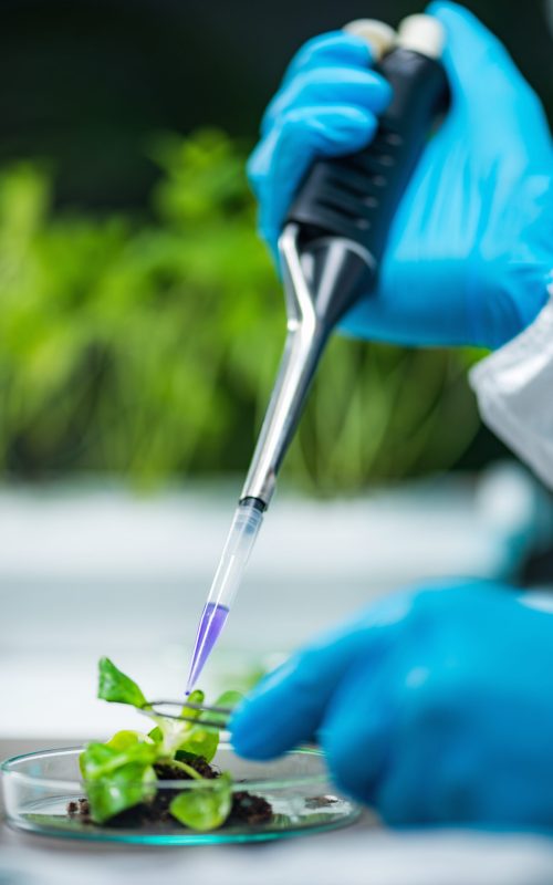 Biologist Examining Plant Roots